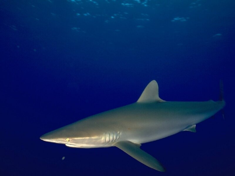 Blue shark swimming underwater