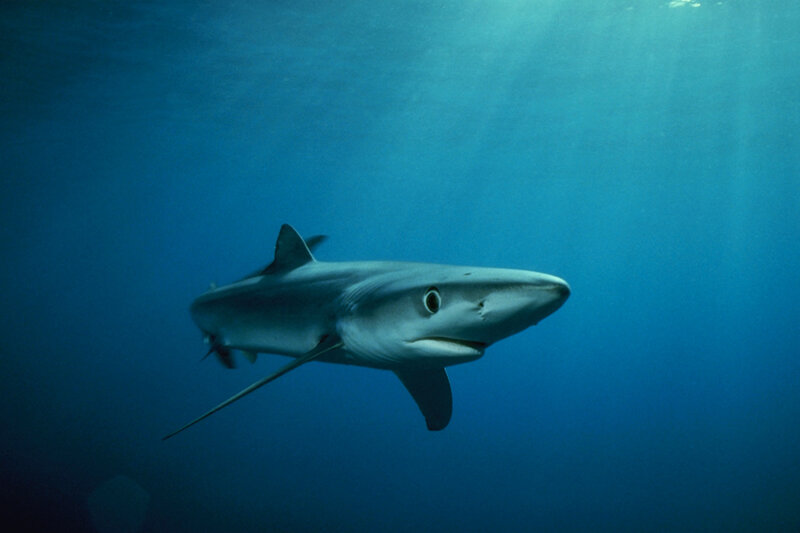 Blue shark swimming underwater