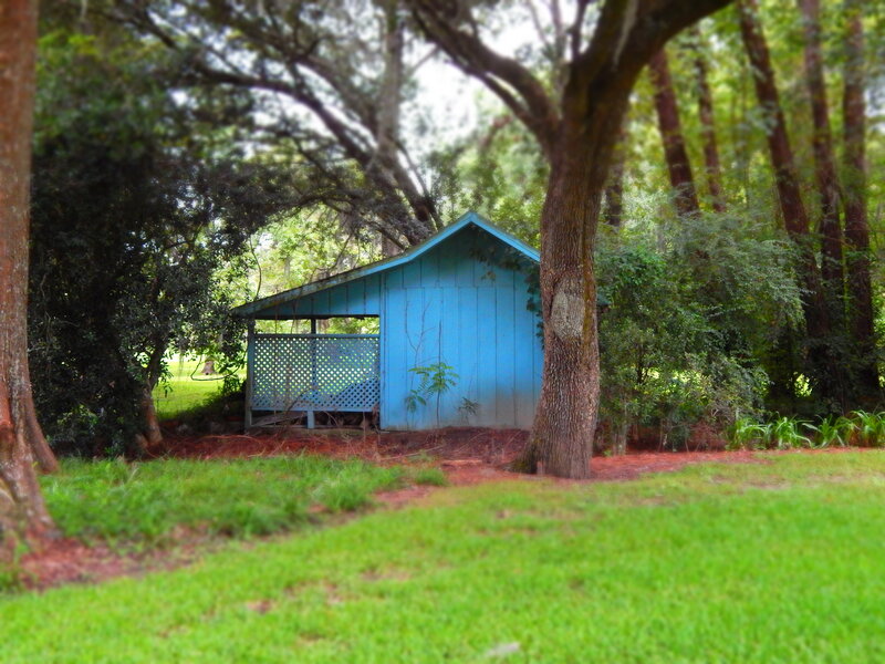 Blue Shed in Forest