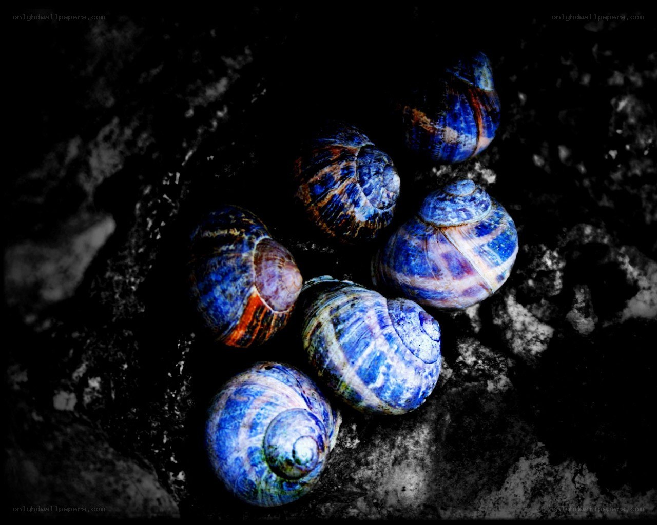 Blue-shelled snails on rock