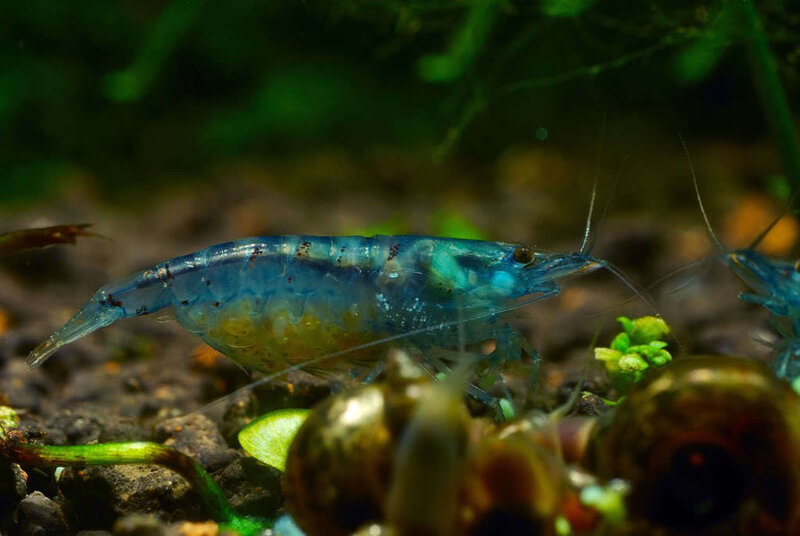 Blue Shrimp in Aquarium