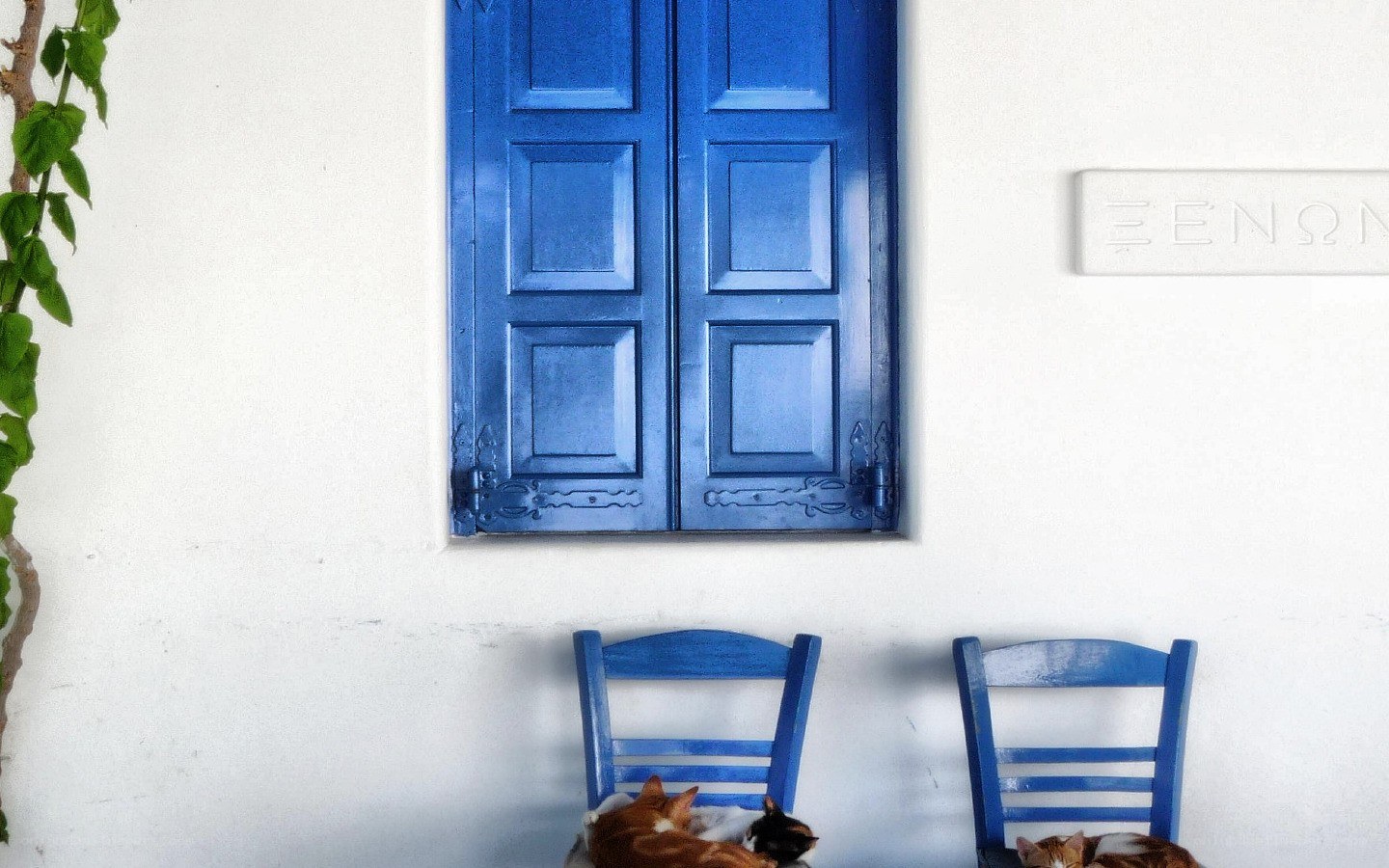Blue shutters and sleeping cats