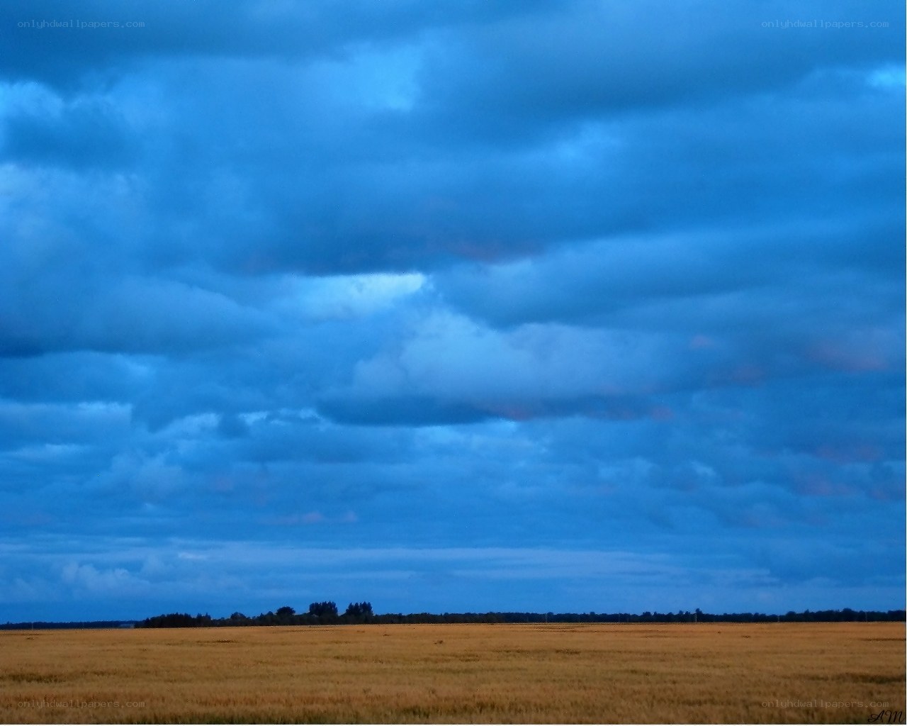 Blue sky over golden field