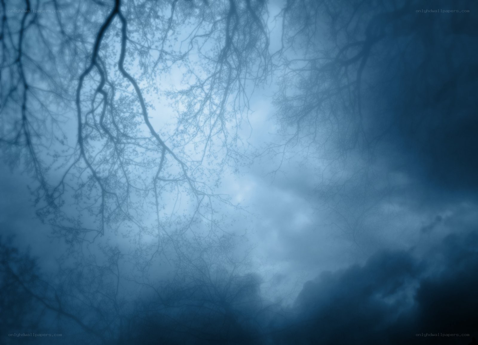 Blue sky through bare branches