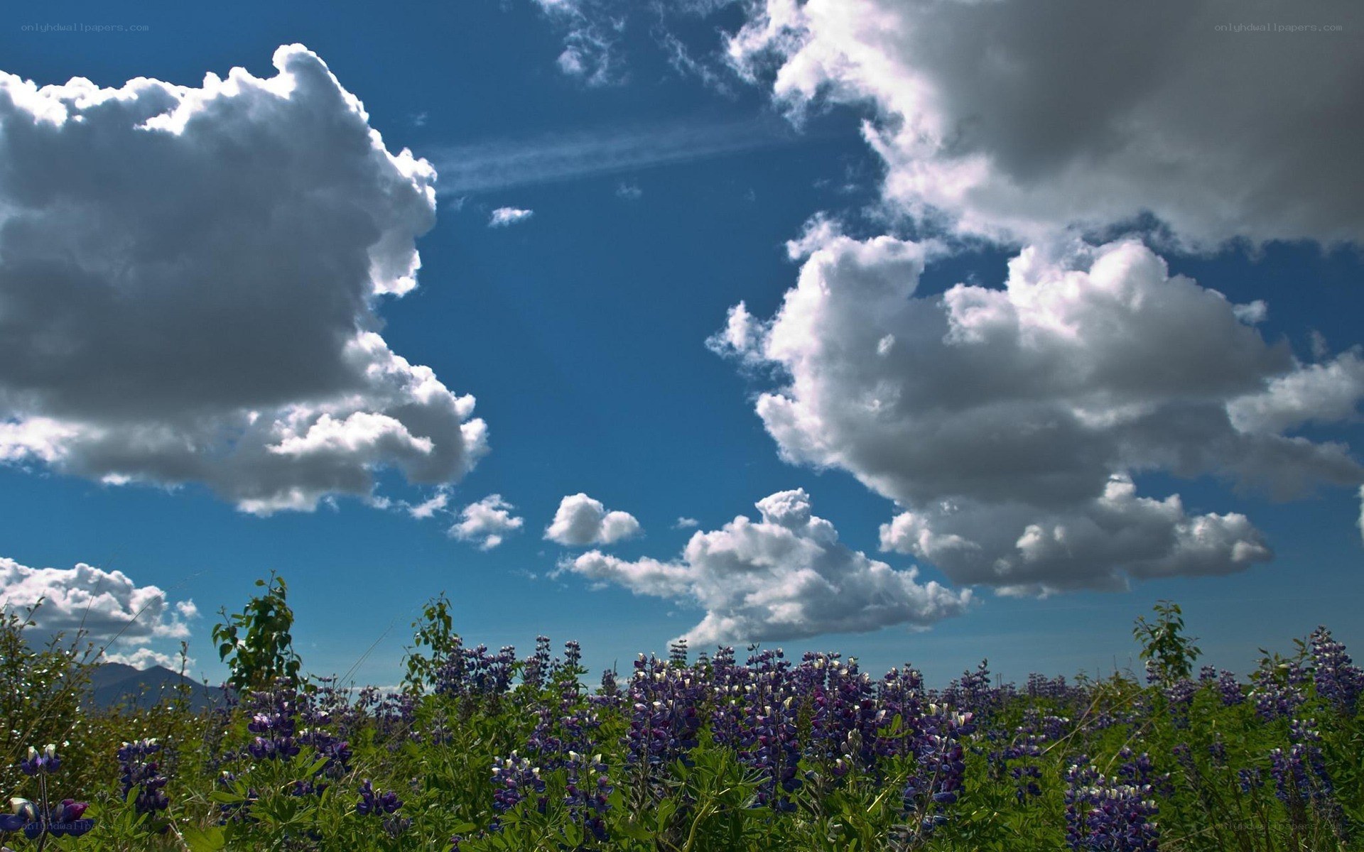 Blue sky with clouds and purple flowers