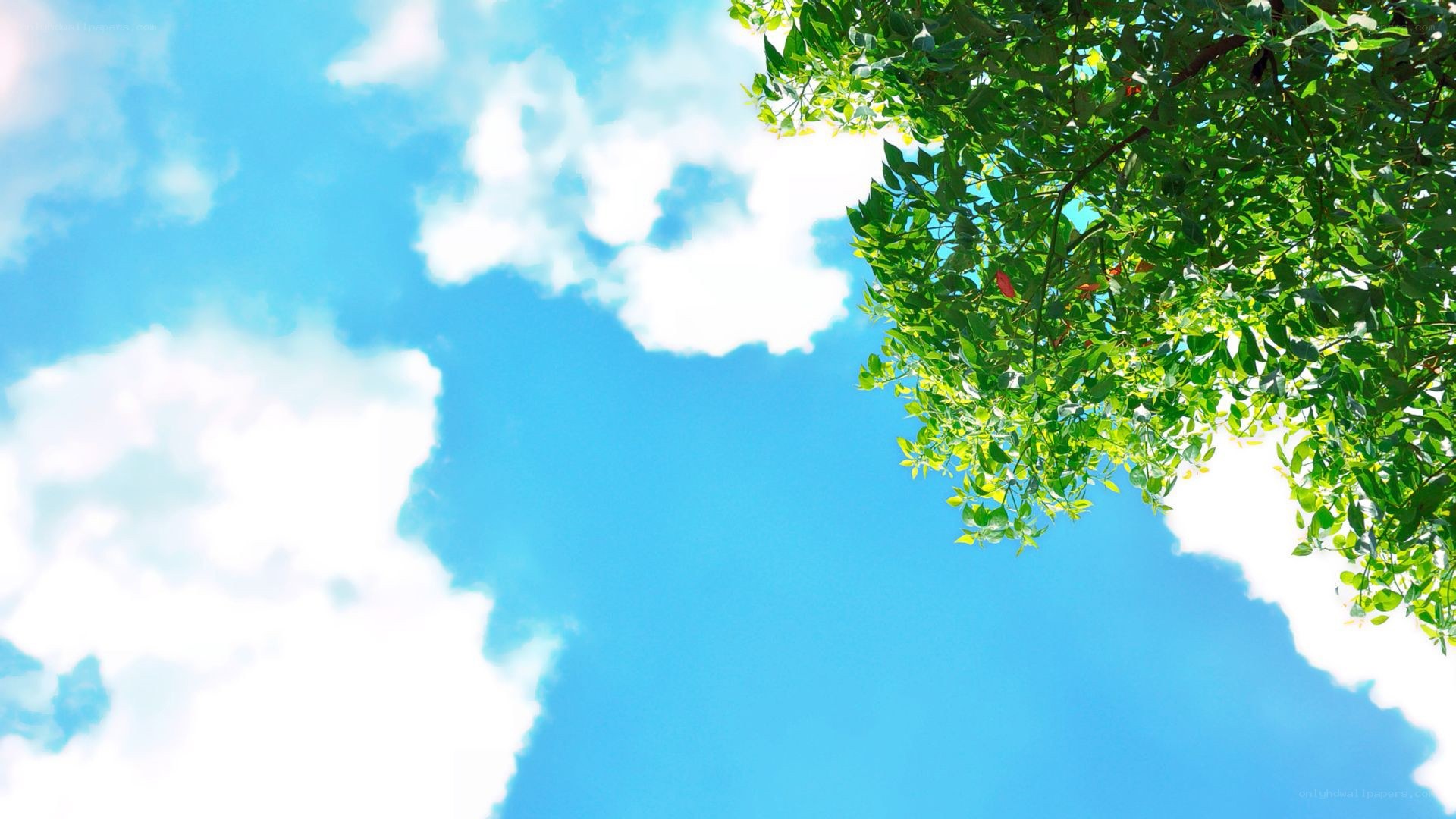 blue sky with green leaves