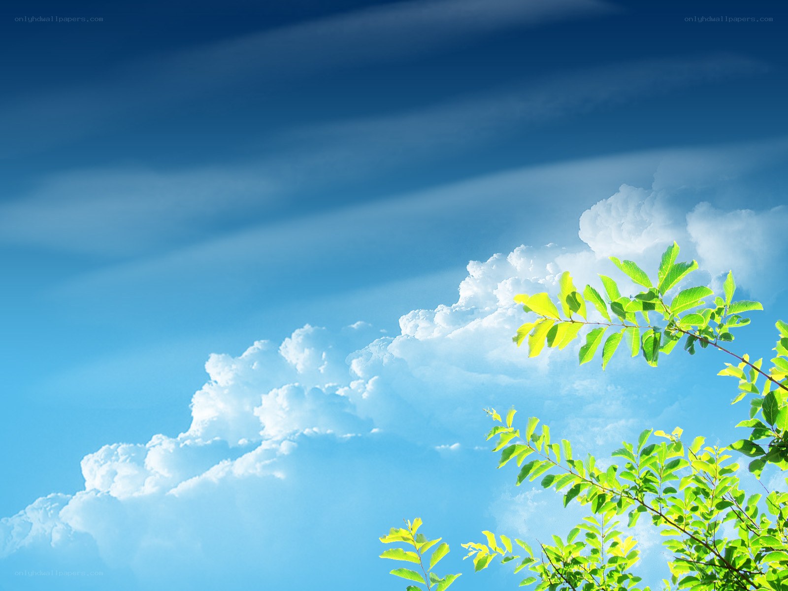 Blue sky with green leaves