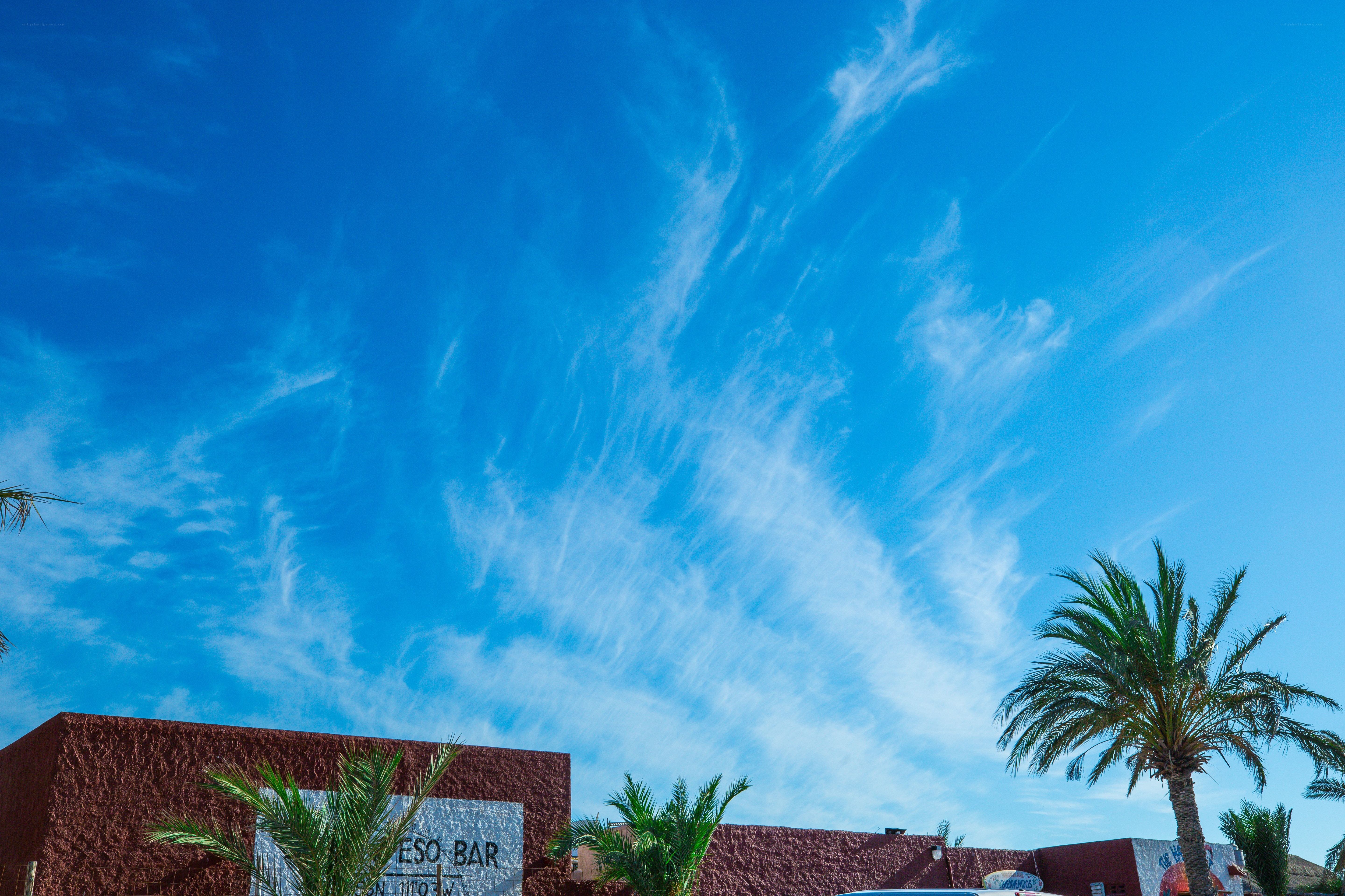 Blue sky with palm trees