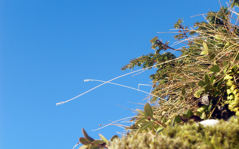 Blue sky with plants