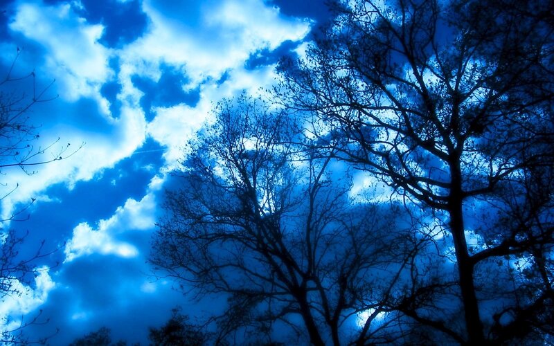Blue sky with tree silhouettes
