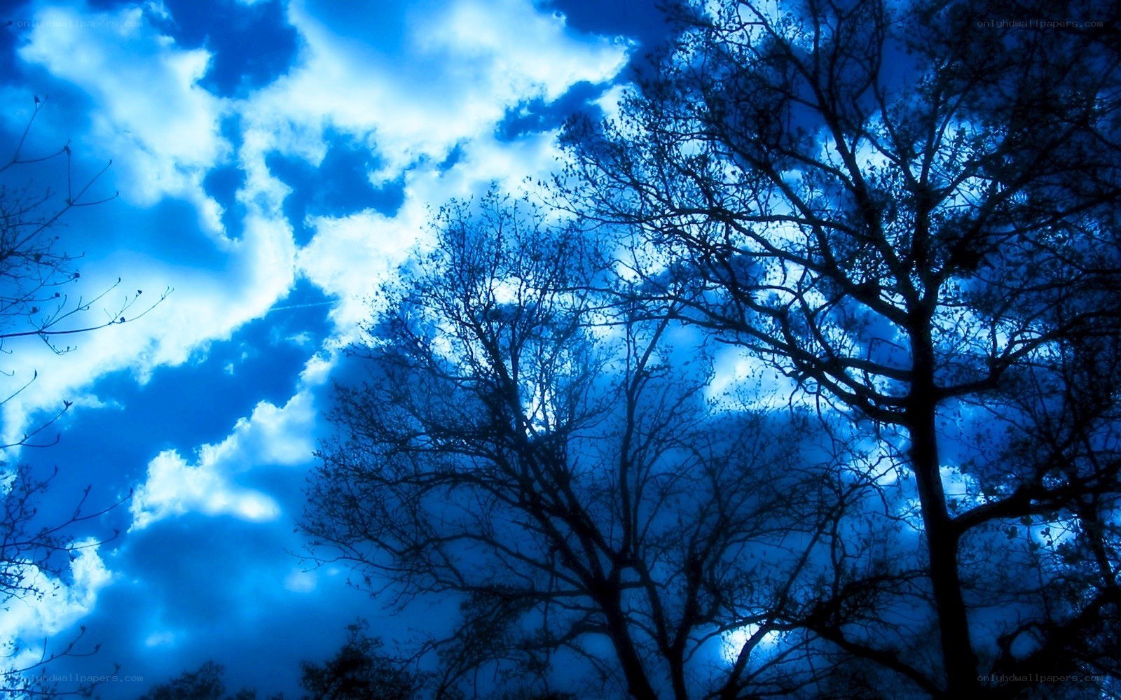 Blue sky with tree silhouettes