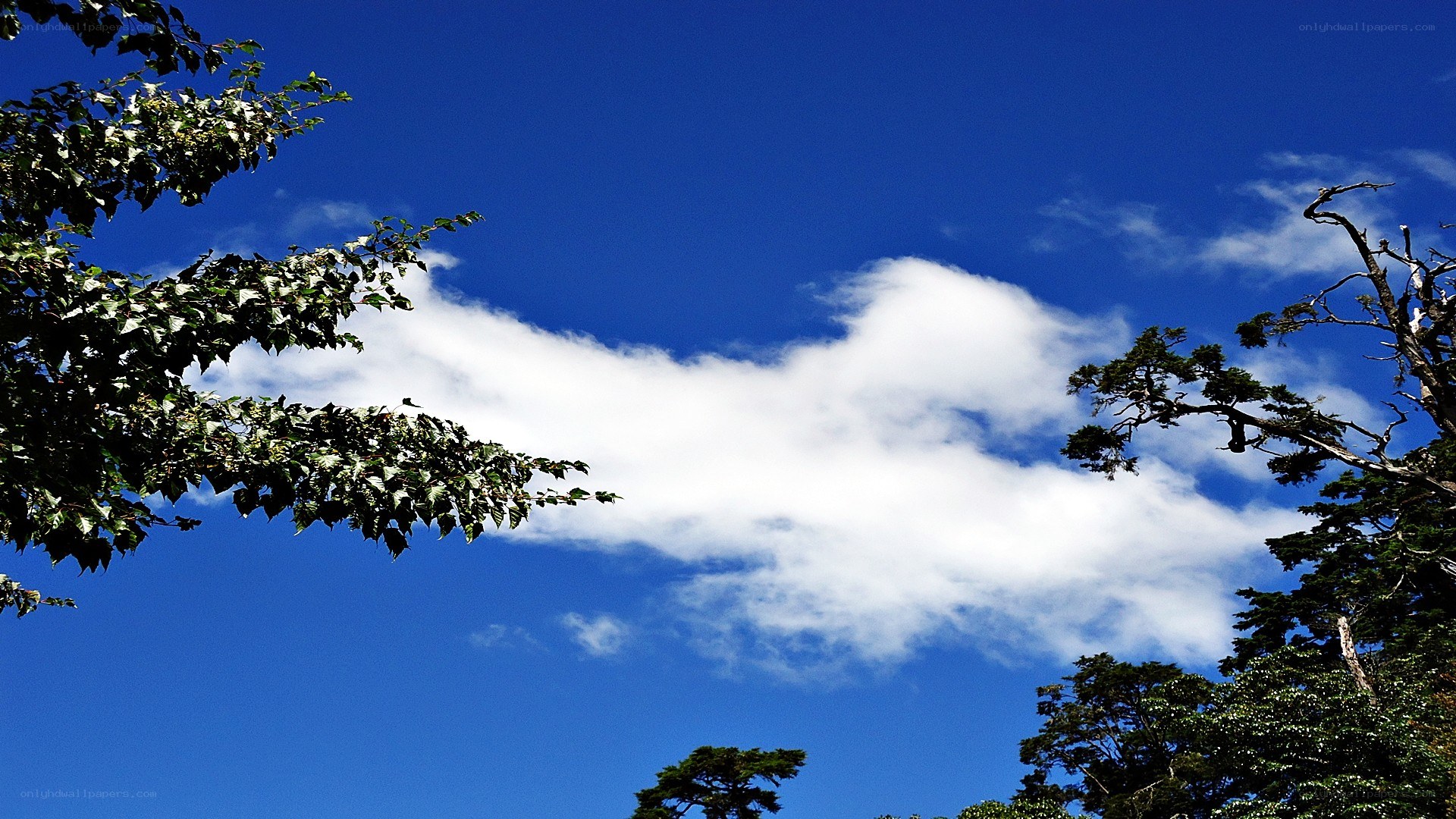 blue sky with white clouds