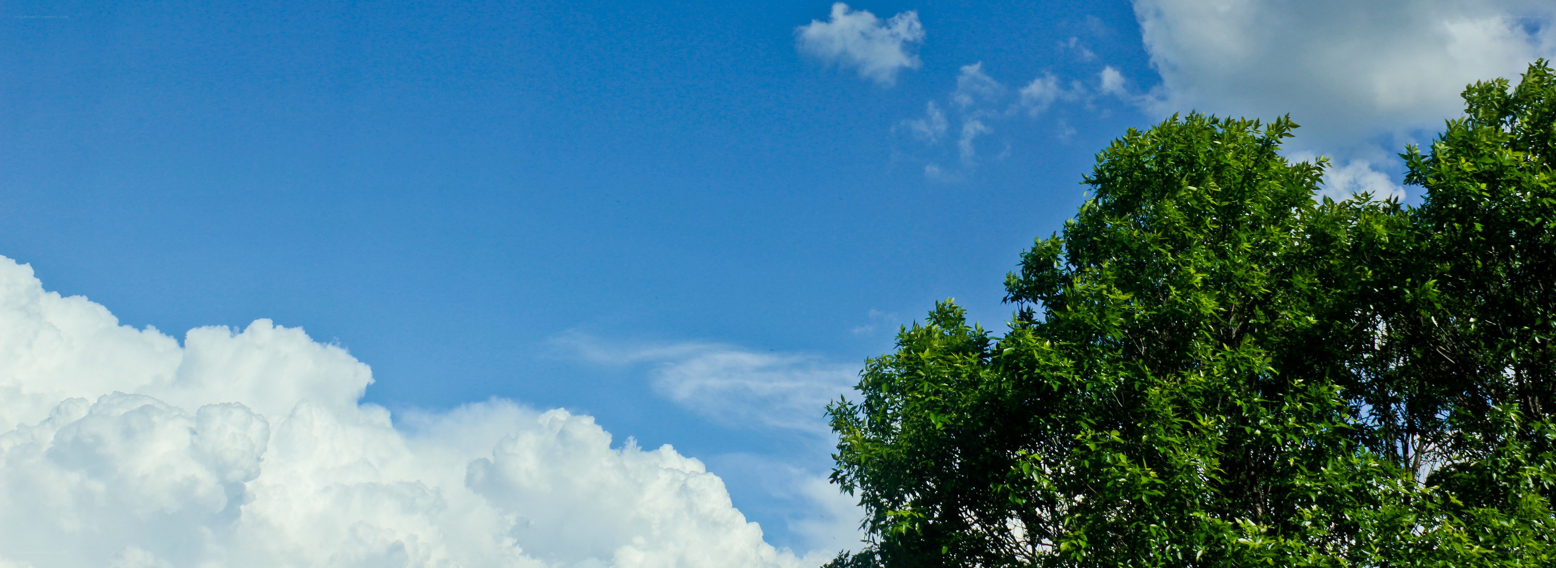 Blue sky with white clouds and green trees
