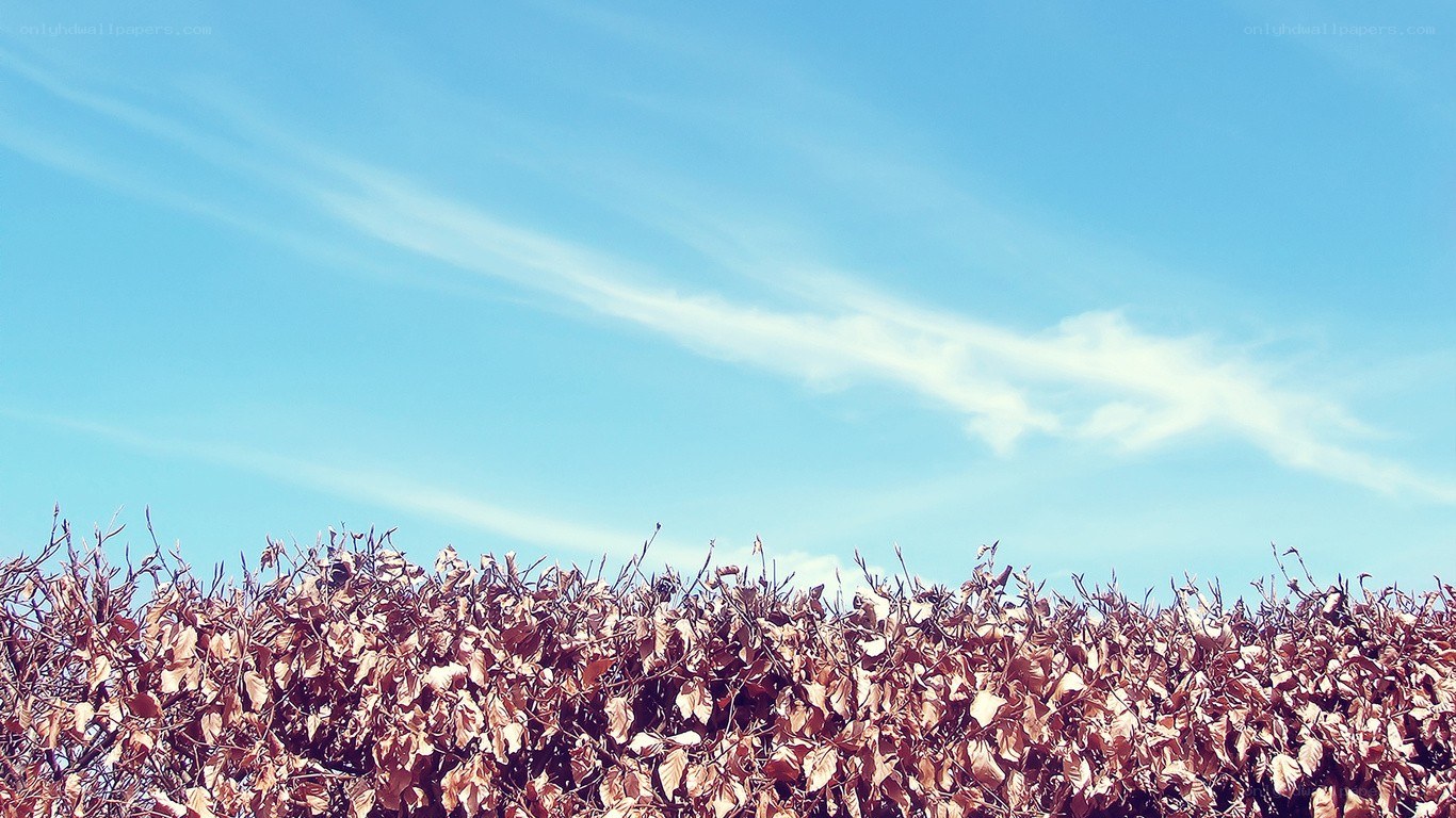 blue sky with wispy clouds