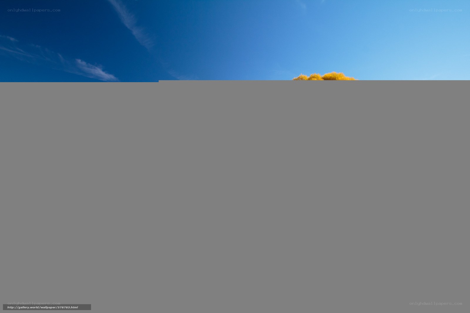 Blue sky with yellow bush