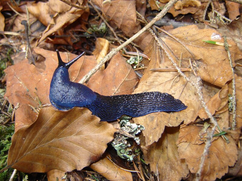 blue slug on forest floor