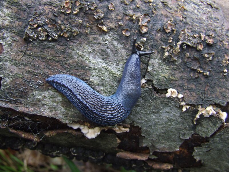 blue slug on tree bark