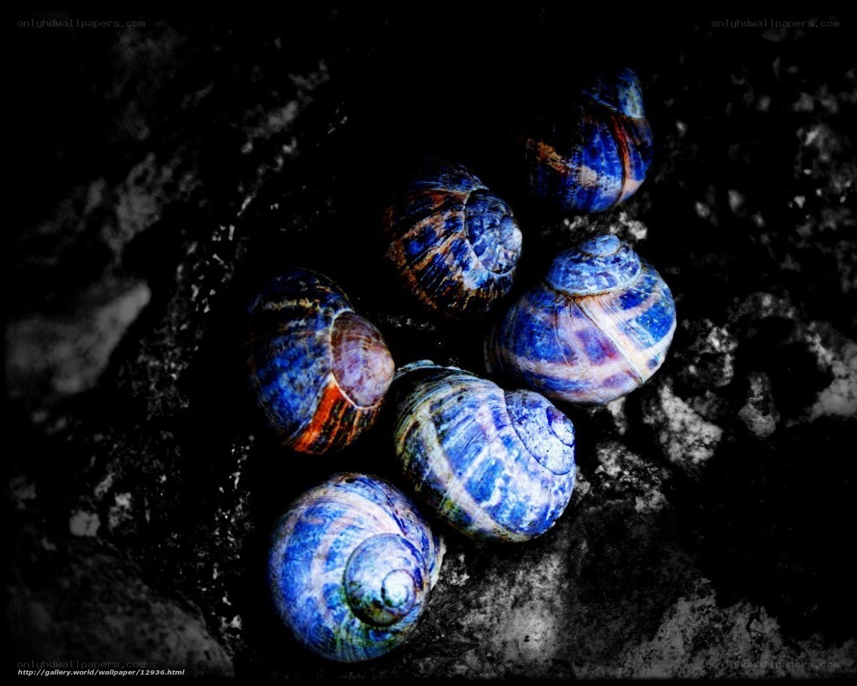 Blue snail shells on dark rock