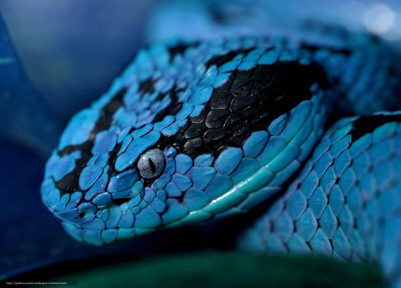 blue snake close-up