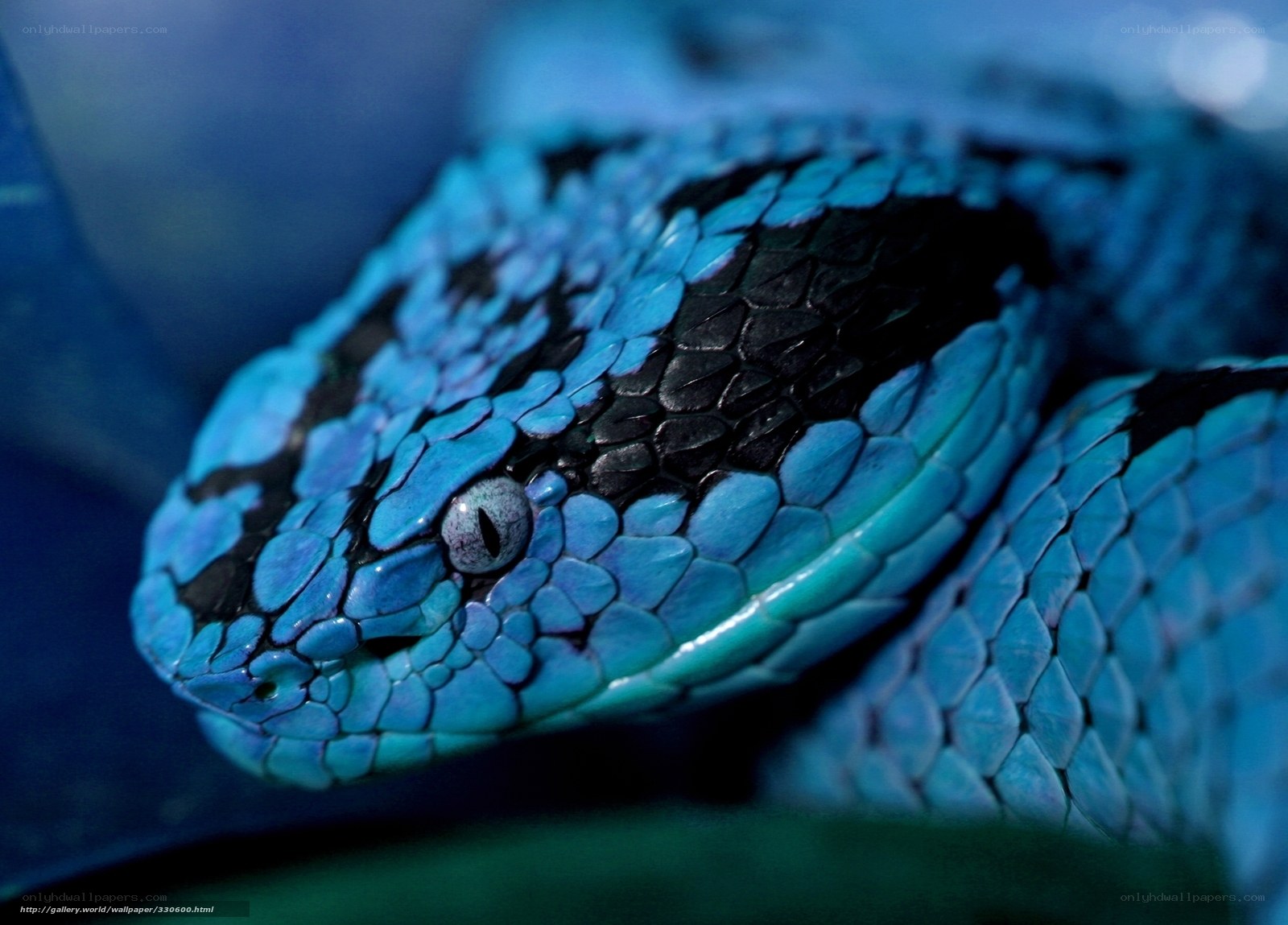 blue snake close-up