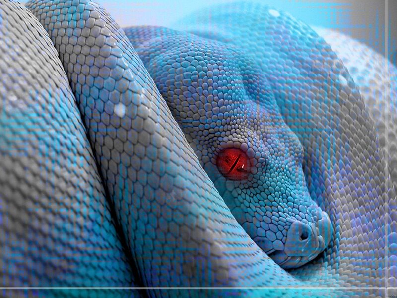 Blue Snake Coiled
