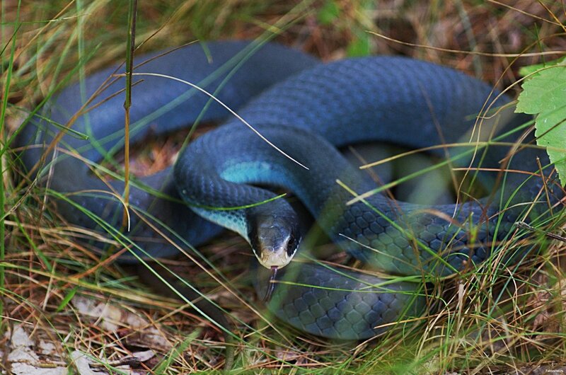 blue snake in grass