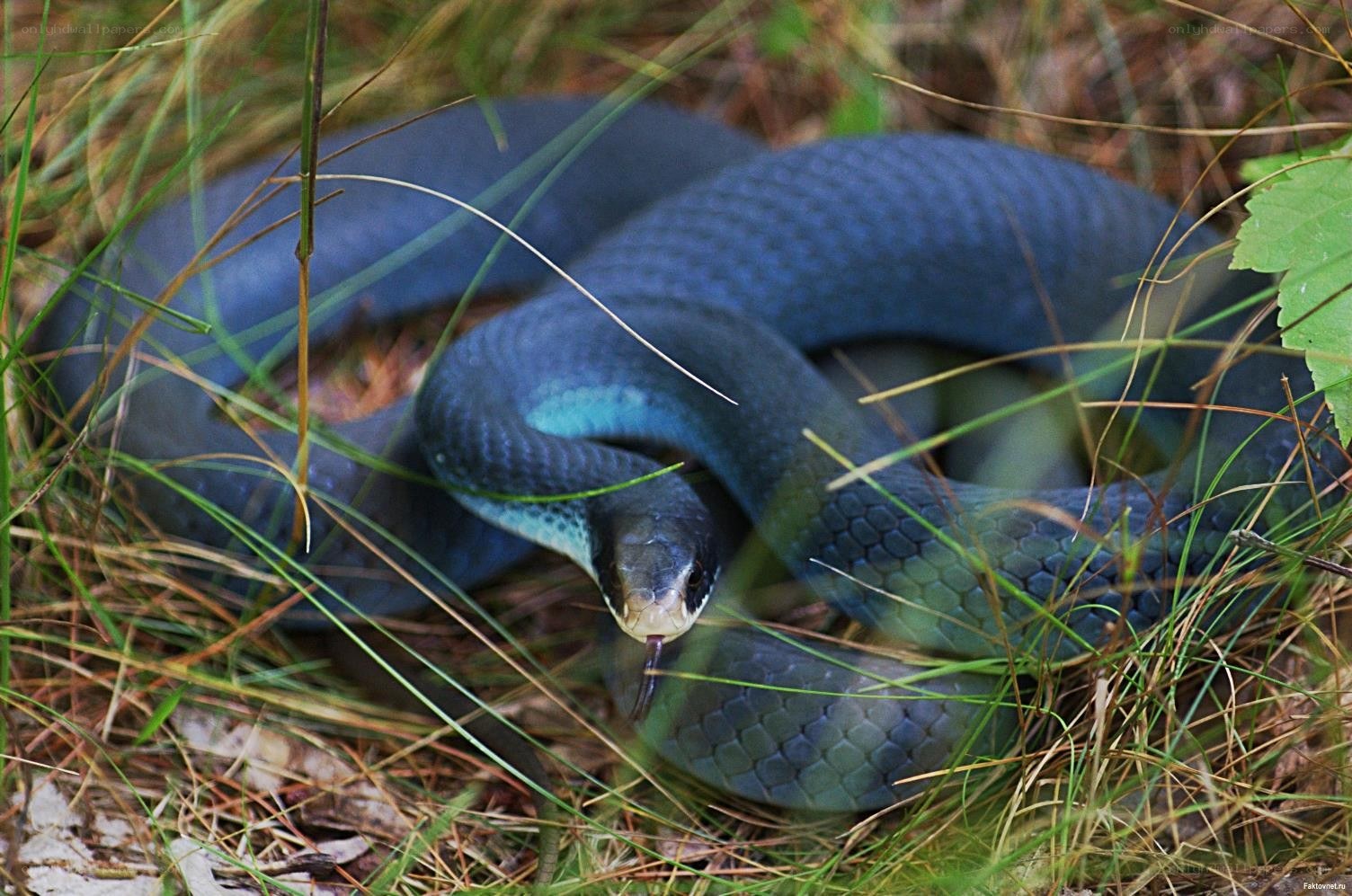 blue snake in grass