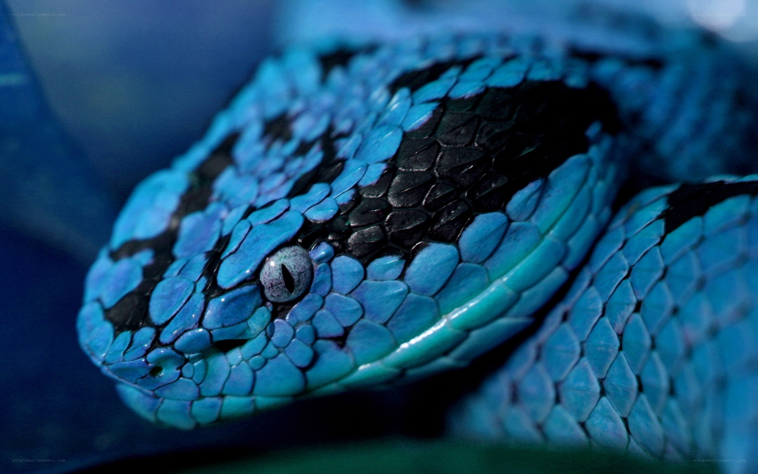blue snake with black markings