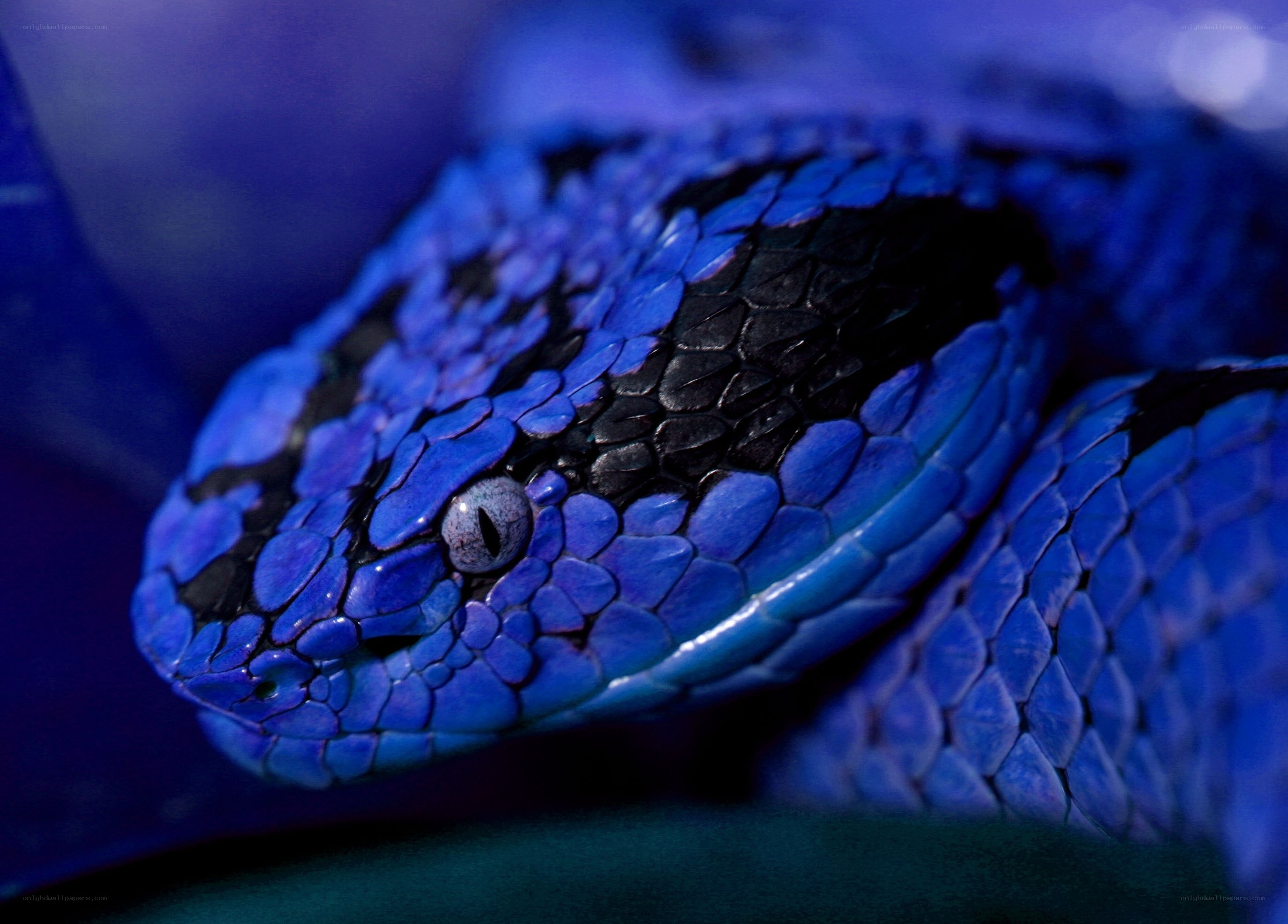 blue snake with black markings