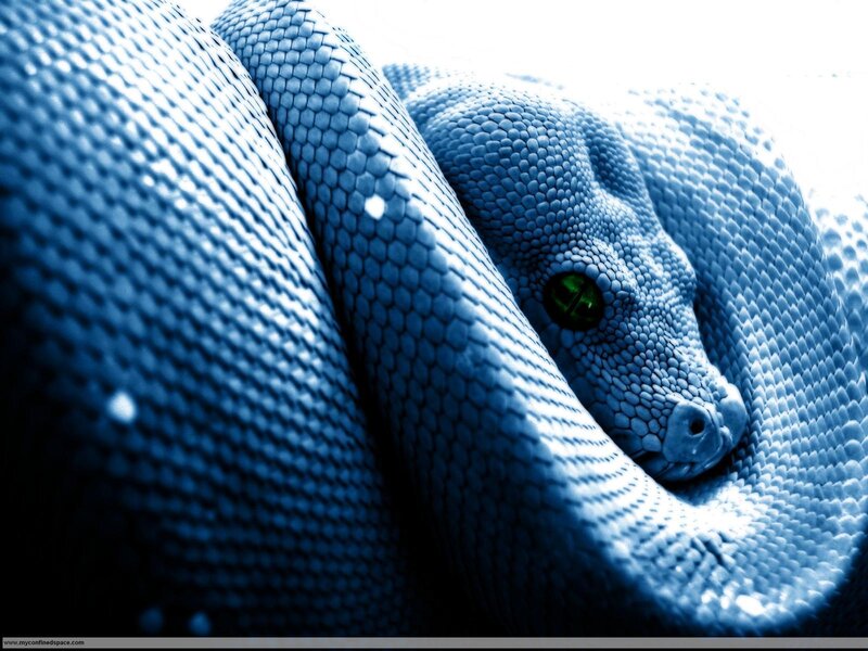 blue snake with green eyes