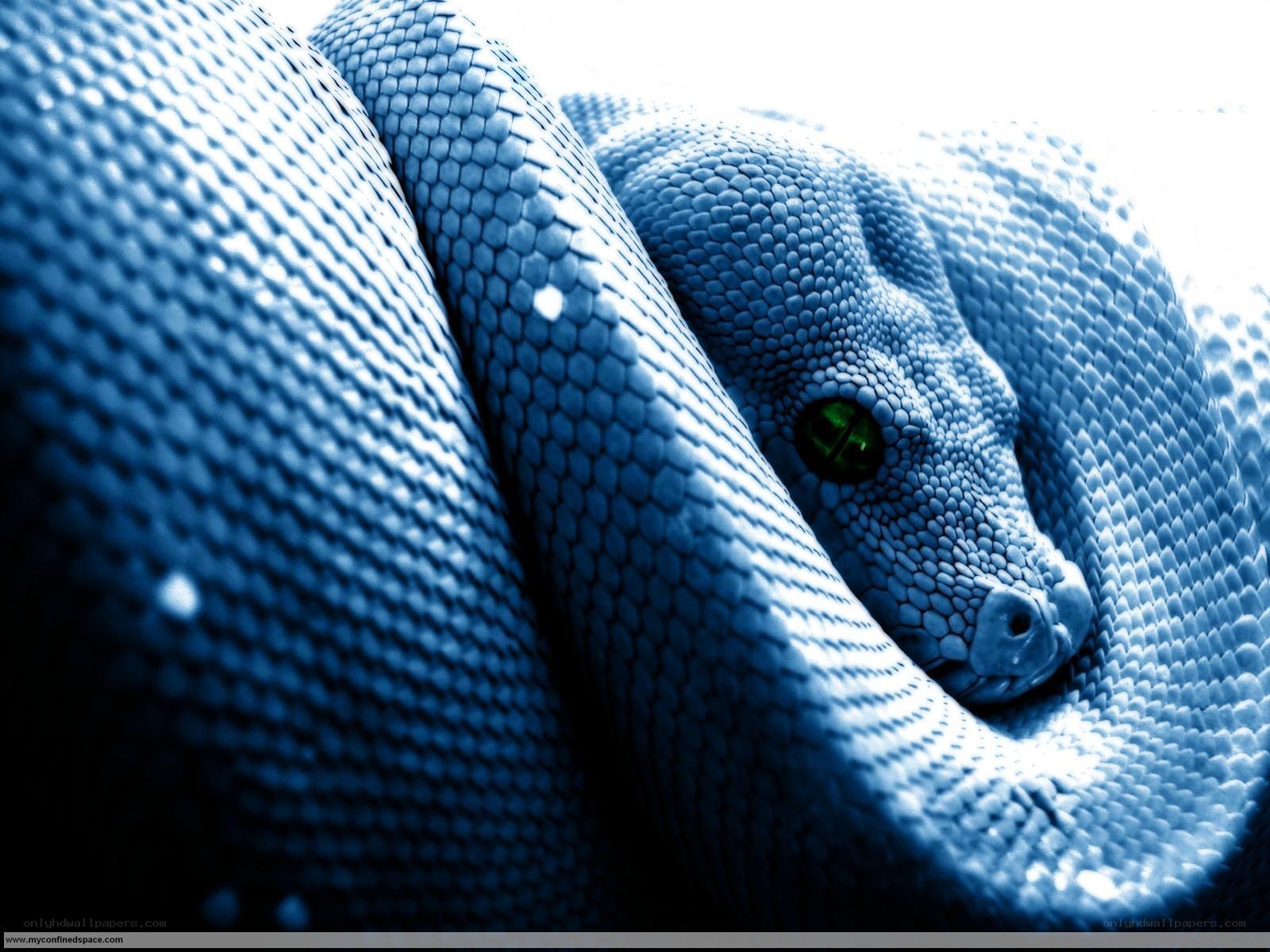 blue snake with green eyes