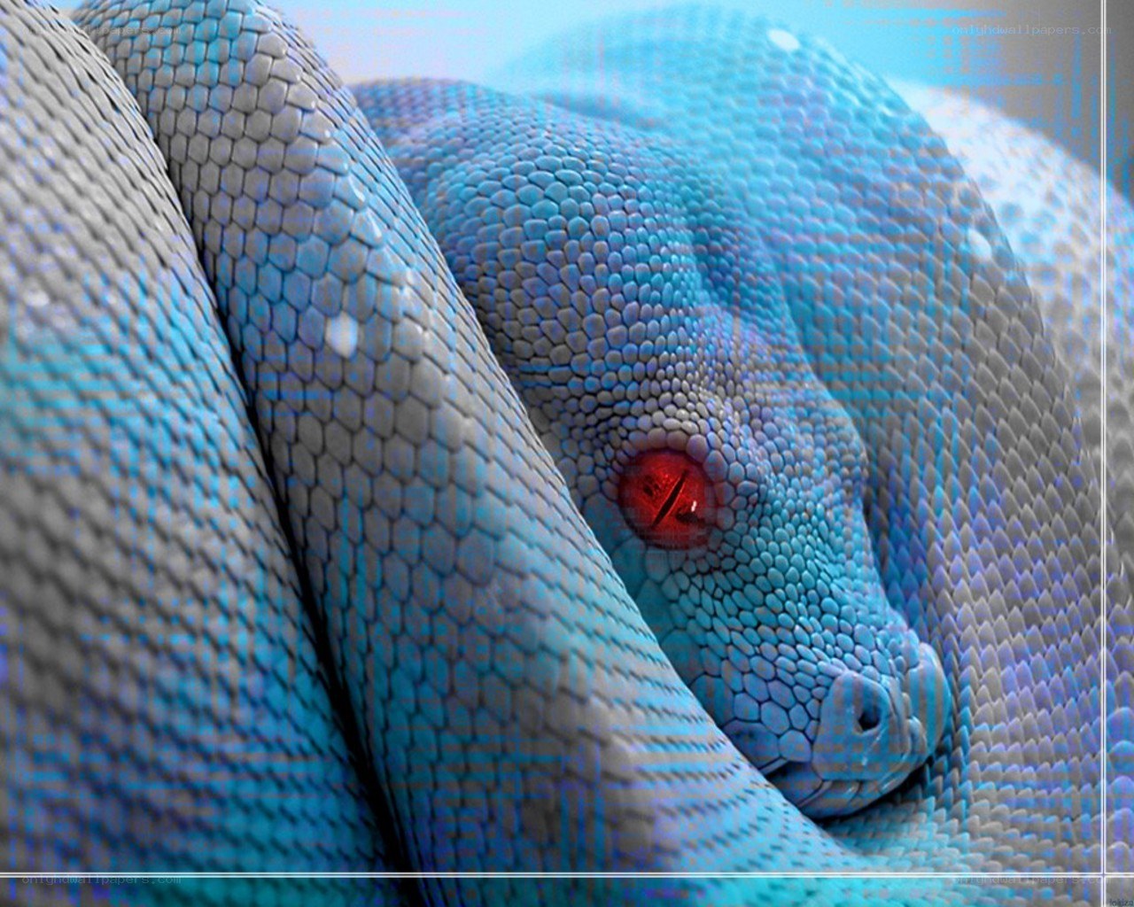 blue snake with red eyes