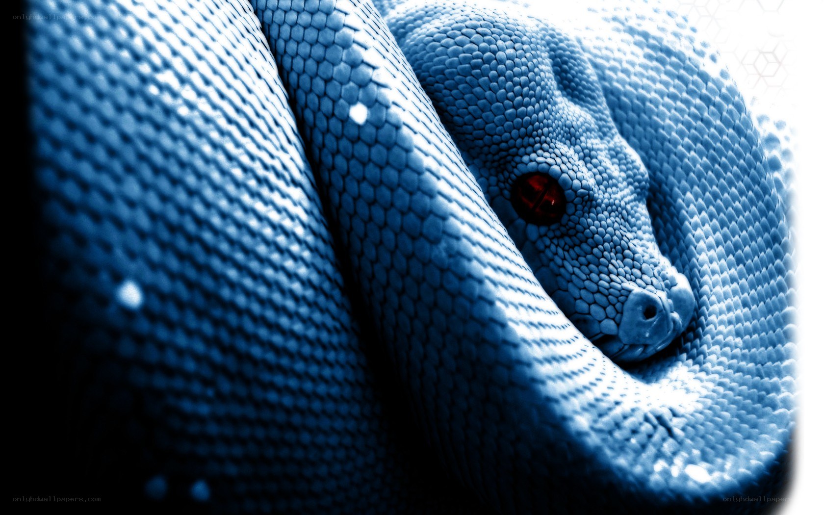blue snake with red eyes
