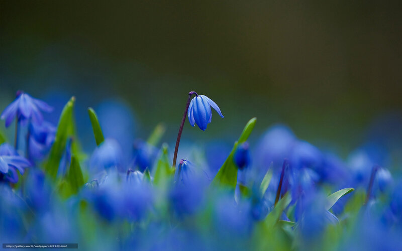 Blue Snowdrop Flower — Serene