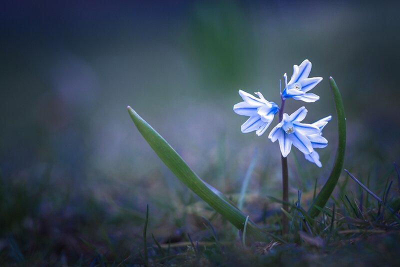 Blue Snowdrop Flower