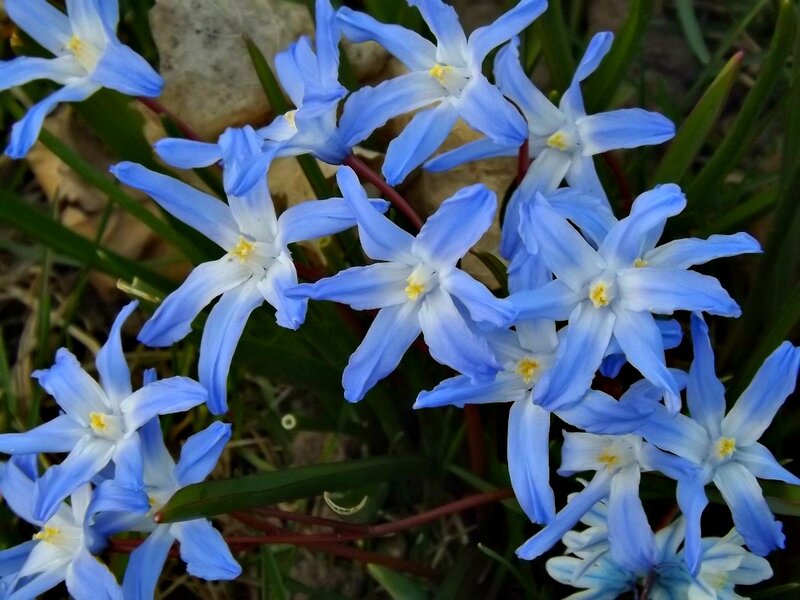 Blue Snowdrop Flowers — Calm