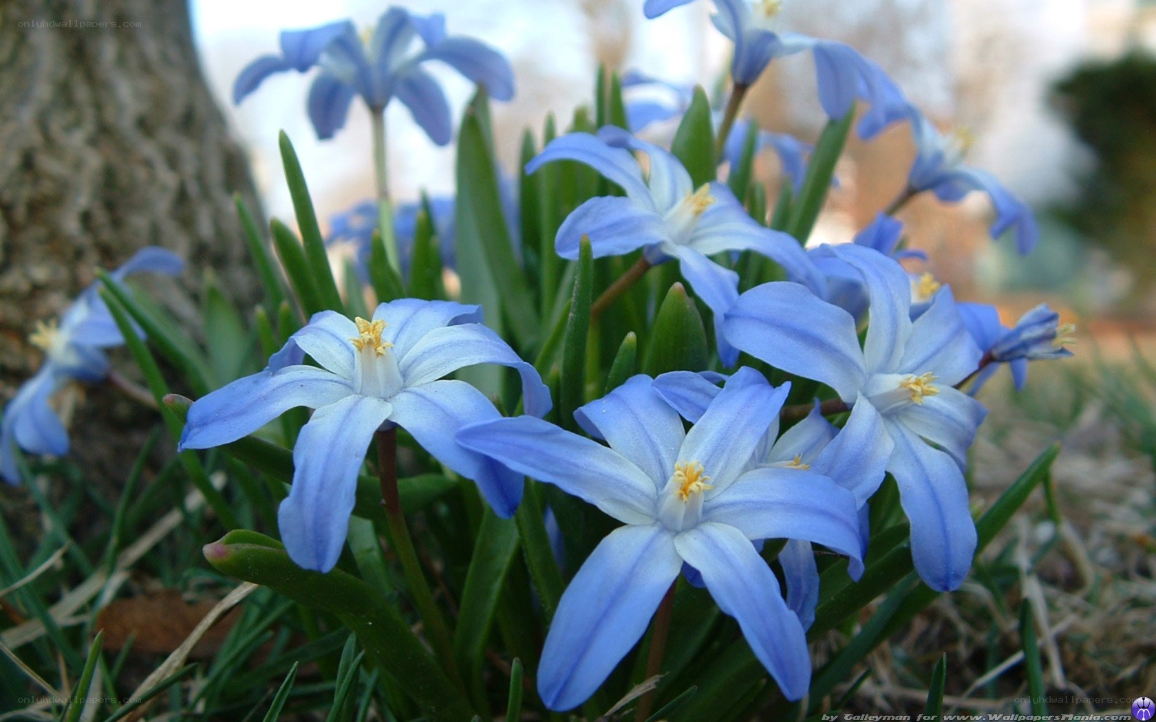 blue snowdrop flowers in spring
