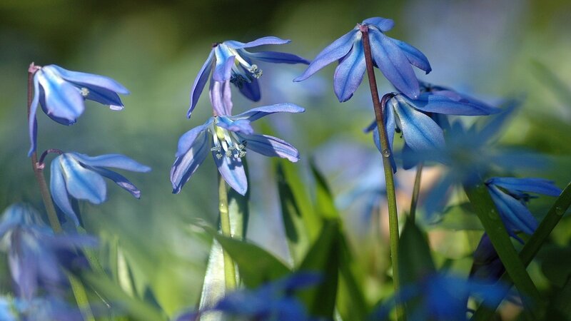 Blue Snowdrop Flowers — Serene, Spring, Photograph