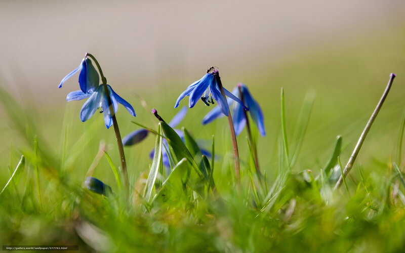 Blue Snowdrop Flowers — Serene, Spring