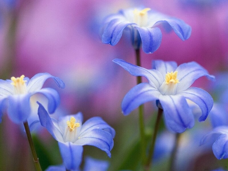 Blue Snowdrop Flowers