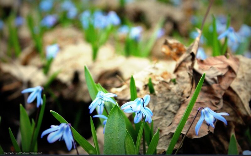 Blue Snowdrops in Forest