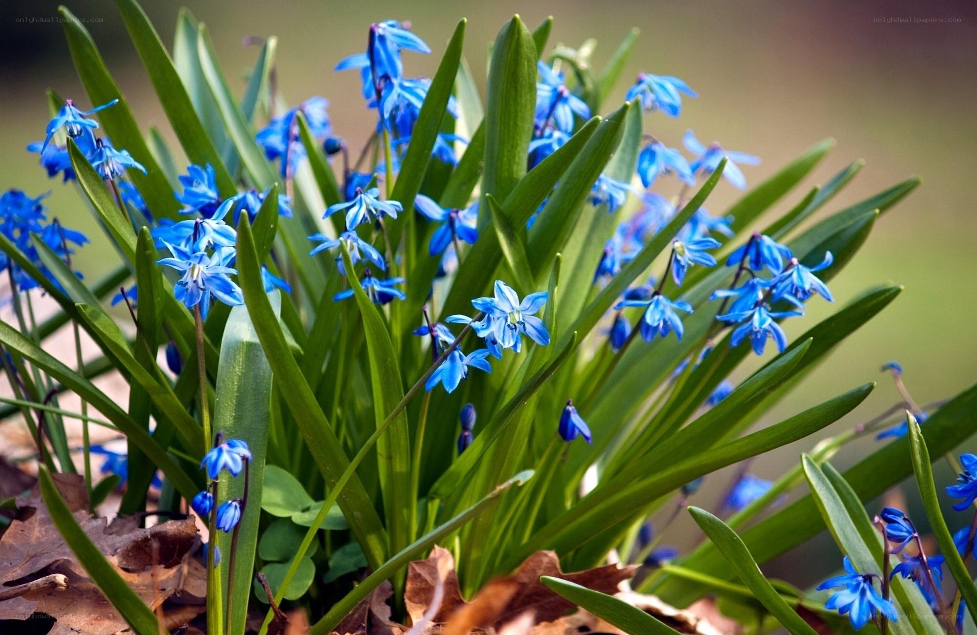 Blue snowdrops in spring