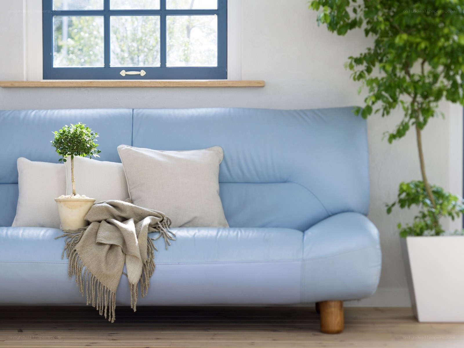 Blue sofa with plants and pillows