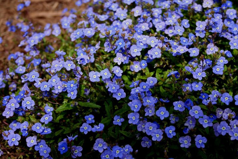 Blue Speedwell Flowers — Calm