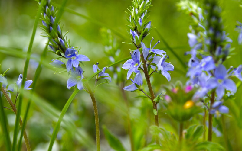 Blue Speedwell Flowers
