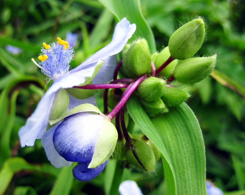 Blue Spider-lily Flower