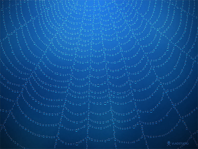 Blue spiderweb with dewdrops