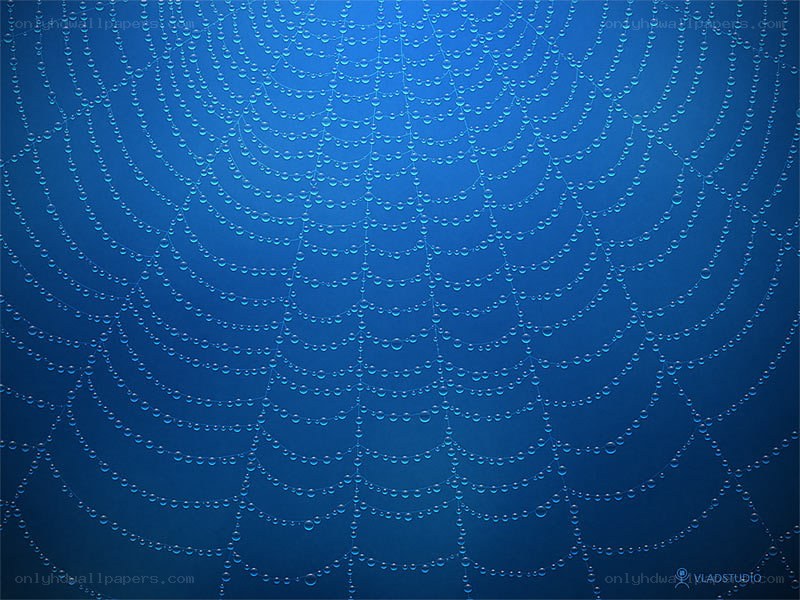 Blue spiderweb with dewdrops
