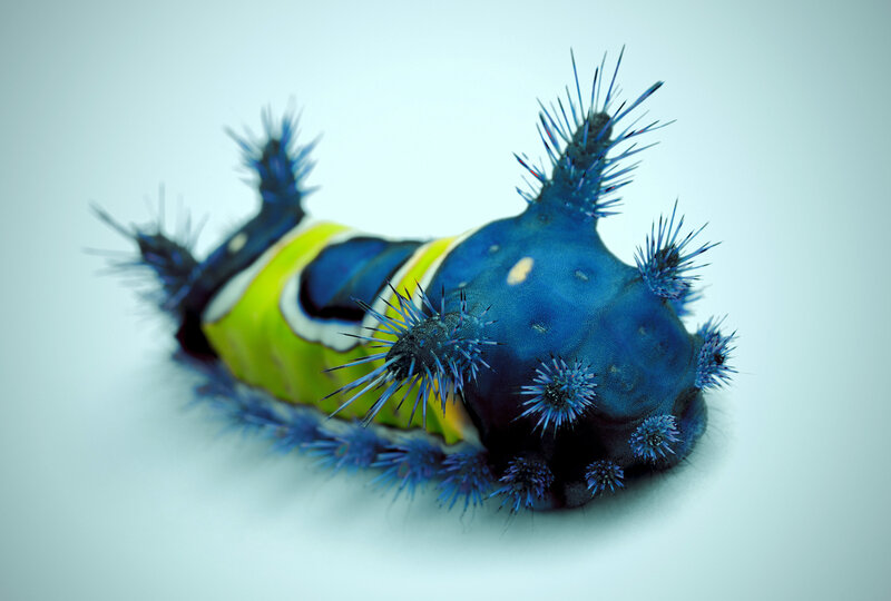 blue spiky caterpillar