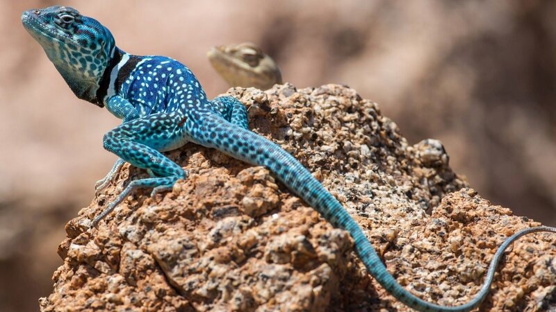 Blue Spiny Lizard